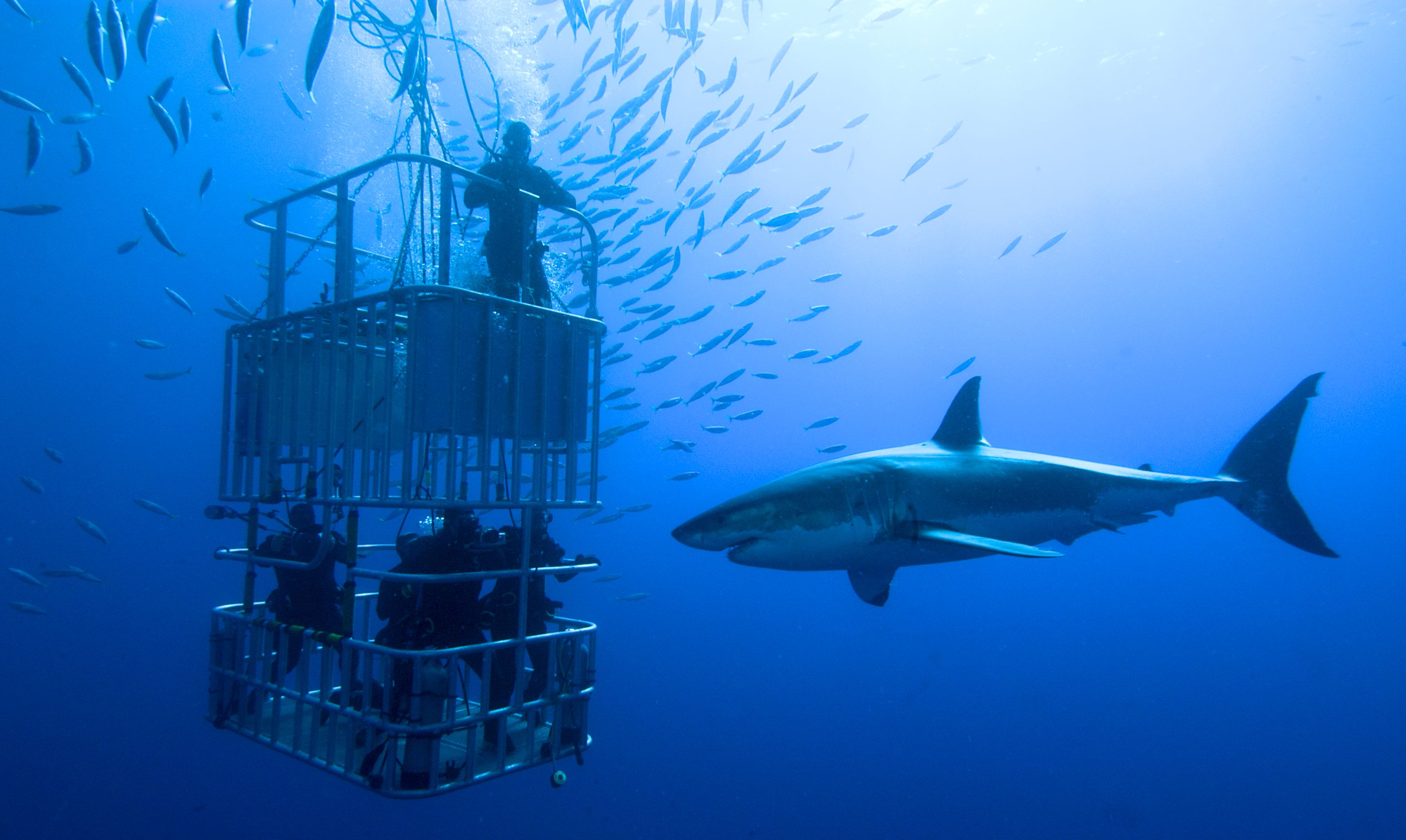 Höllenritt: Mit dem Weißen Hai tauchen