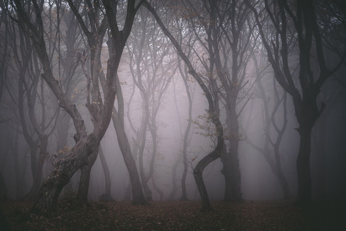 Hoia-Baciu-Wald, Rumänien