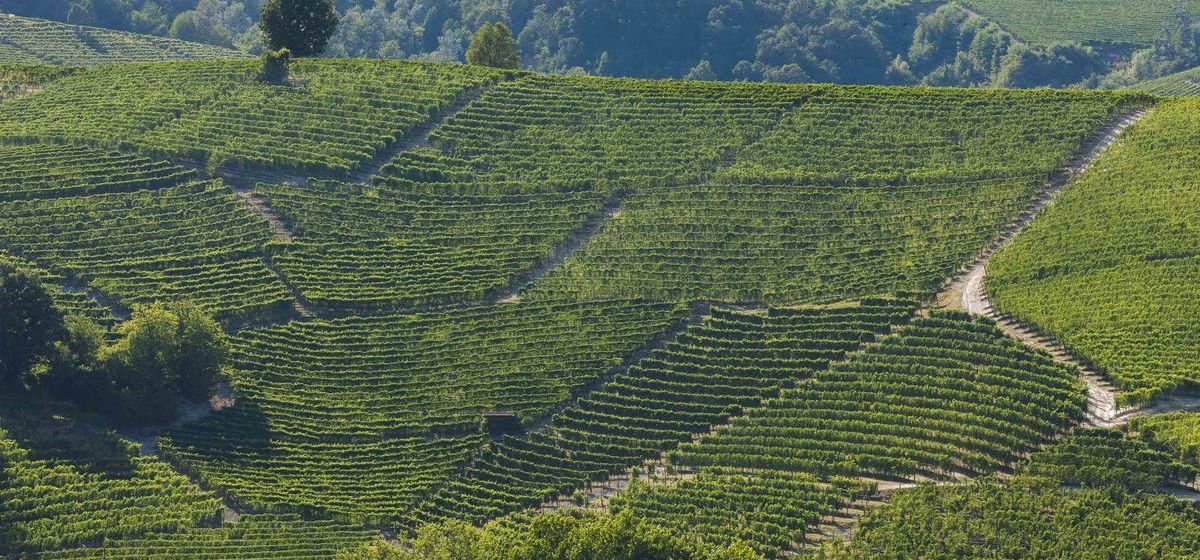 Cannubi-Hügel, Langhe