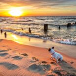 Urlaub mit dem Hund an der Ostsee in Schleswig-Holstein