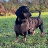 Hundebekleidung - Wolters legt moderne Outdoorjacke für Dackel auf