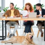 So können Bürohunde - und Büromenschen - glücklich werden