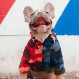 Top 5 der exklusivsten Hundemode-Marken: Luxus für den Vierbeiner