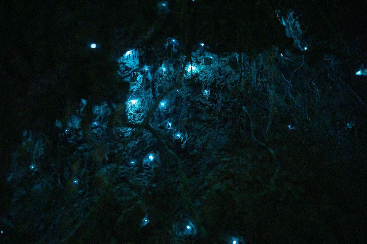 Waitomo Glowworm