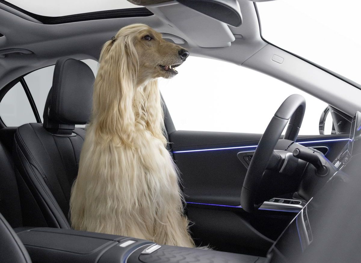 Foto: Mercedes-Benz lässt Hunde sprechen.