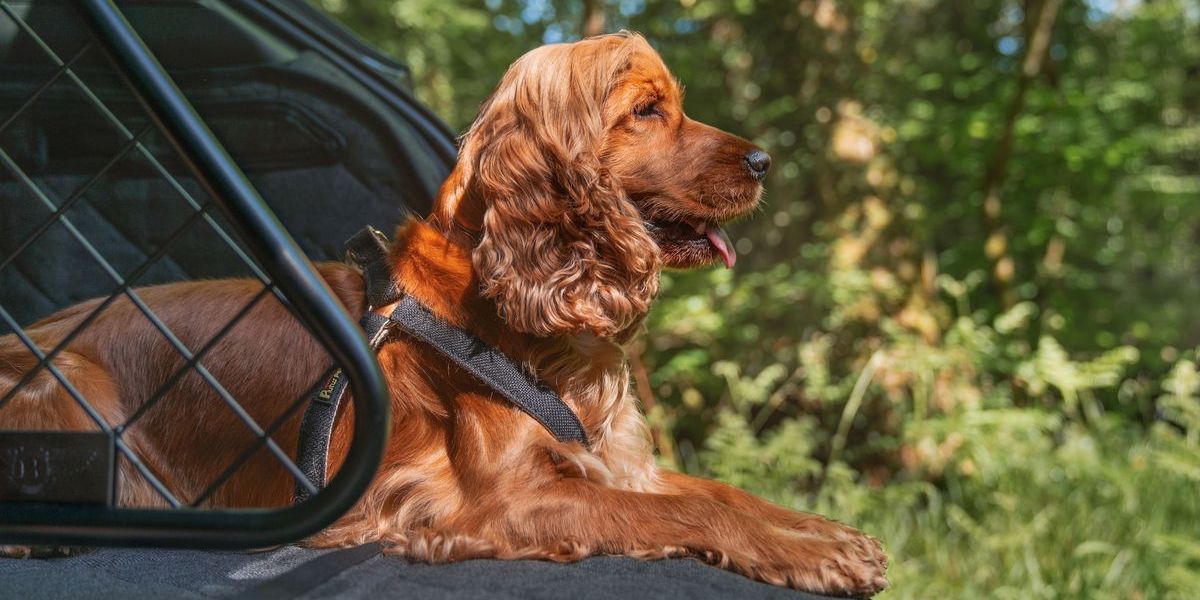 Bentley launches pet accessories for the Bentayga