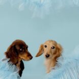 Wuff - House of Sunny bringt Strickkollektion zurück House of Sunny