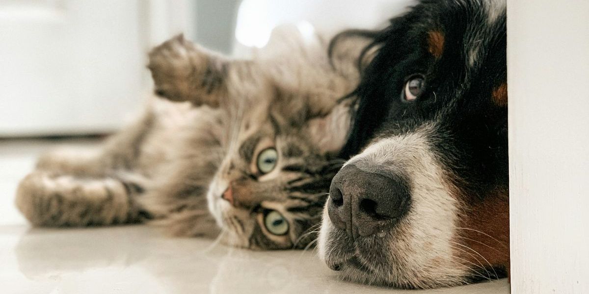 Premium-Fellpflege - Douxo Spa macht Hund und Katze happy Fellpflege