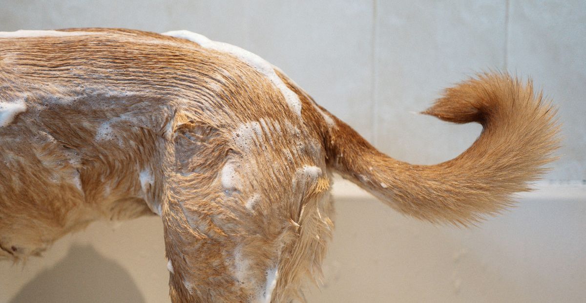 Premium-Fellpflege - Douxo Spa macht Hund und Katze happy