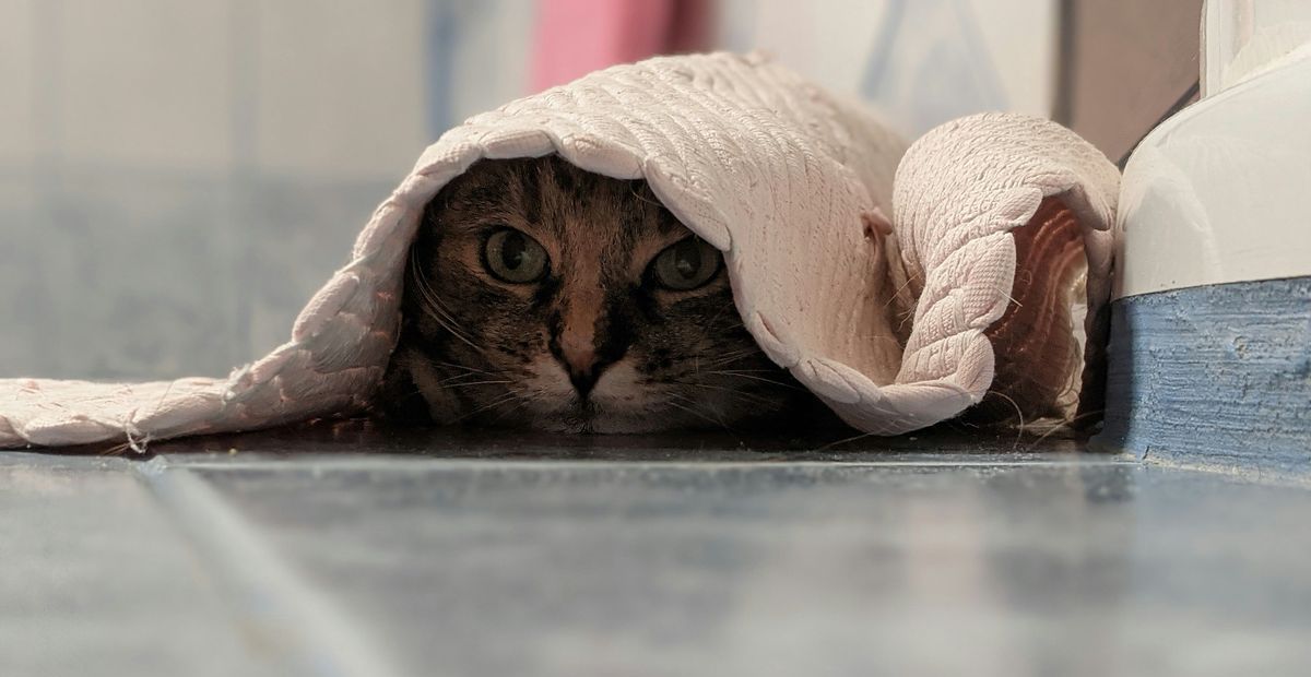 Premium-Fellpflege - Douxo Spa macht Hund und Katze happy