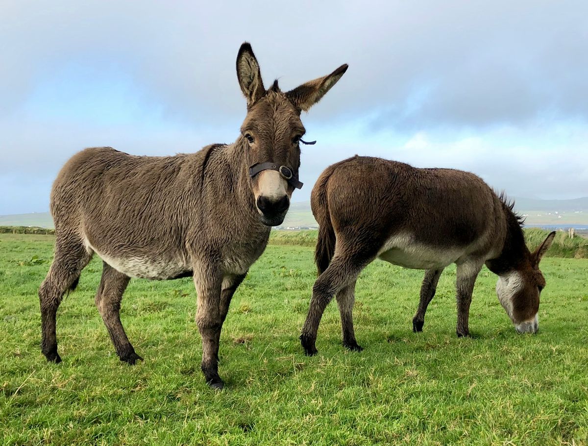 Entschleunigung mit Ohrenwackeln - warum Esel so besonders sind