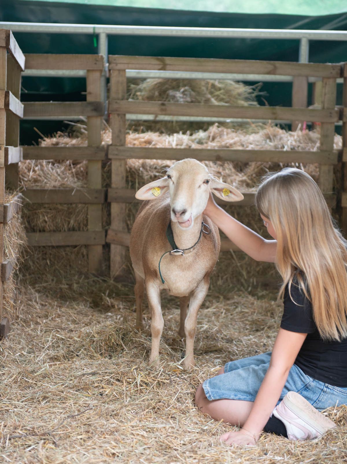 Millionenprojekt für tiergestützte Therapie