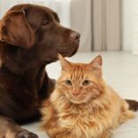 Zum Wohlfühlen - so gestalten Sie Ihr Zuhause tierfreundlich Wohlfühlen