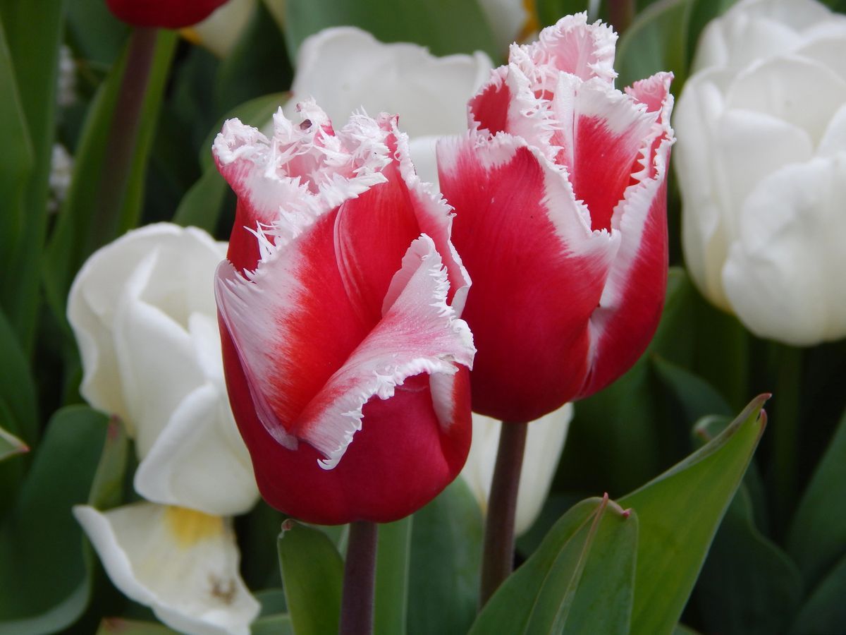 Tulpenmanie - Semper Augustus so kostspielig wie ein Amsterdamer Grachtenhaus
